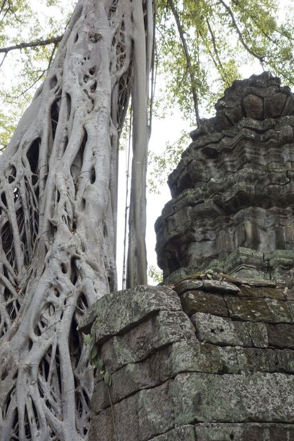 Ta_Prohm_2016_03_10_057.jpg