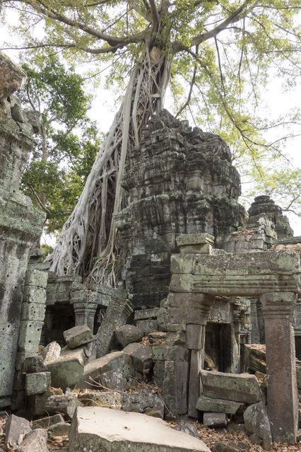 Ta_Prohm_2016_03_10_066.jpg