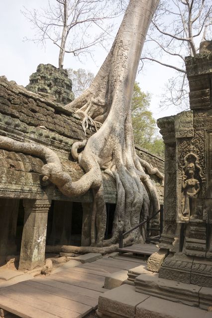 Ta_Prohm_2016_03_10_069.jpg