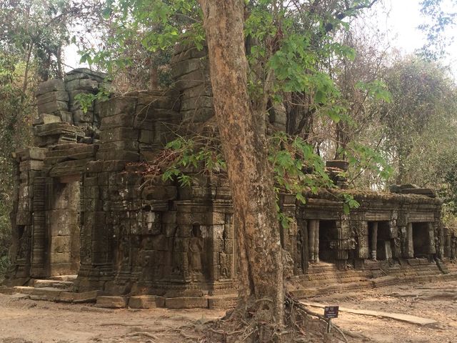 Ta_Prohm_2016_03_10_110.JPG