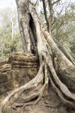 Ta_Prohm_2016_03_10_021.jpg