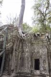 Filename=Ta_Prohm_2016_03_10_025.jpg
Filesize=14368KiB
Dimensions=1365x2047
Date added=Nov 13, 2016 Ta_Prohm_2016_03_10_025.jpg