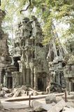 Ta_Prohm_2016_03_10_048.jpg