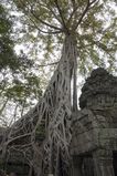 Ta_Prohm_2016_03_10_060.jpg