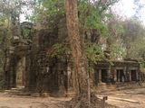 Ta_Prohm_2016_03_10_110.JPG