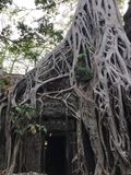 Ta_Prohm_2016_03_10_114.JPG