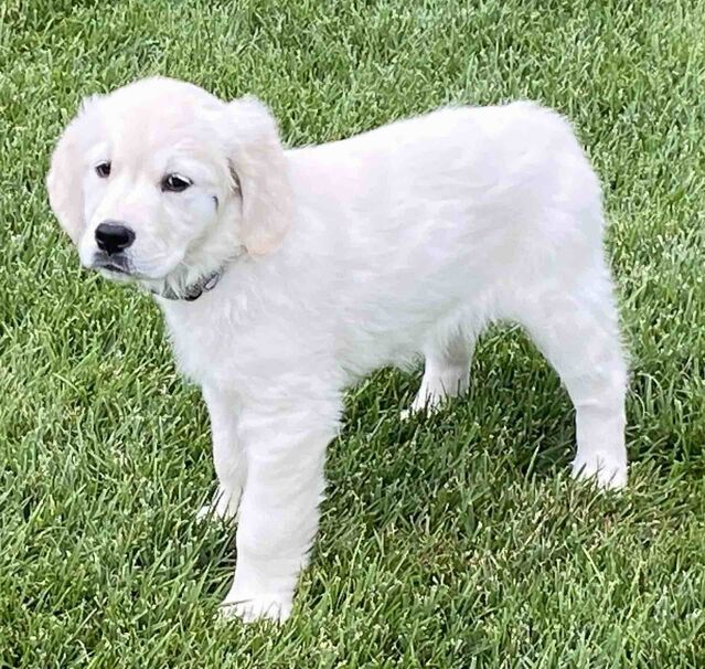 [9 weeks old]
