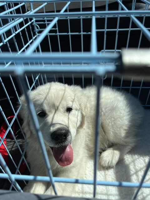 the drive home! [10 weeks old]

