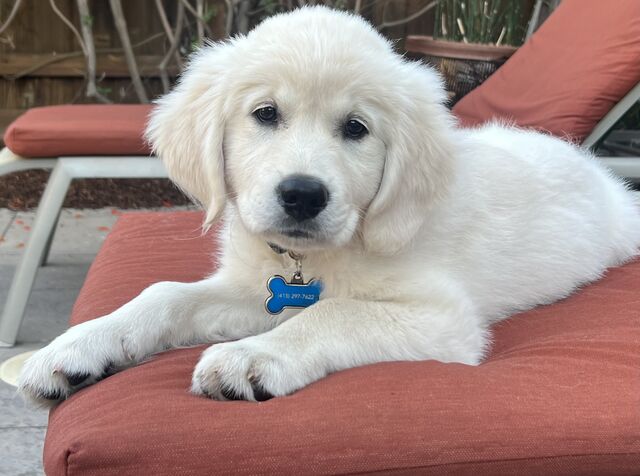 [12 weeks old]
