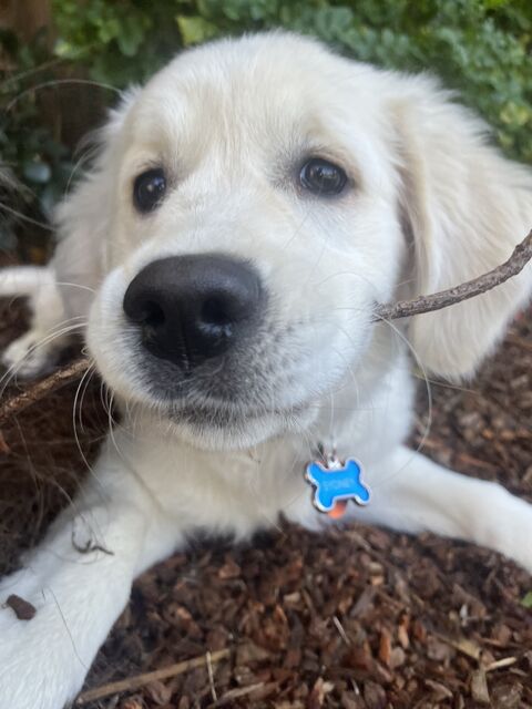 [18 weeks old]

