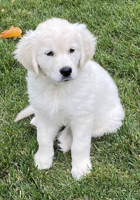 [9 weeks old?]
