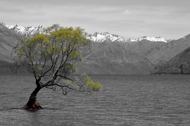 NZ_2004_12_26_059_BW_modified.jpg