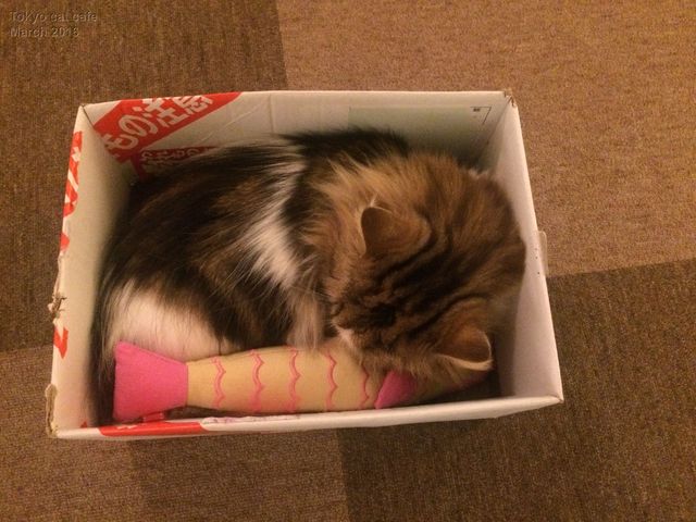 Tokyo cat cafe
