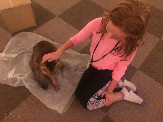 Tokyo cat cafe
